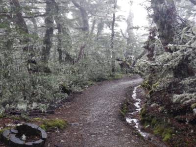forêt ensorcellée