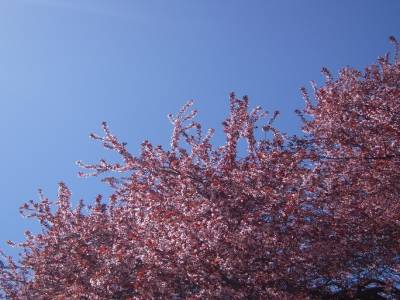 Arbre croate