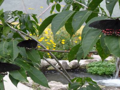 Papillon Atitlan