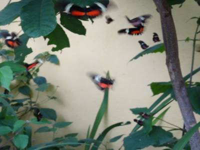 Papillon Atitlan