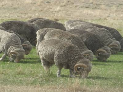 Le fameux mouton merino