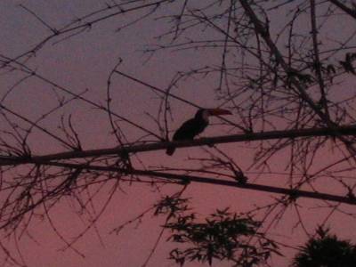 Un des 1000 Toucans !