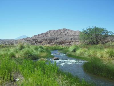L oasis du rio San Pedro