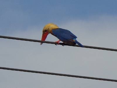 Oiseau vachement en colere