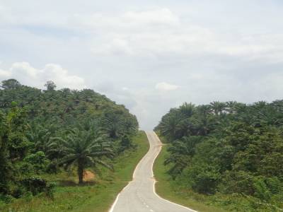 sawit