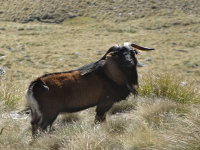 rando au alentour de queenstown