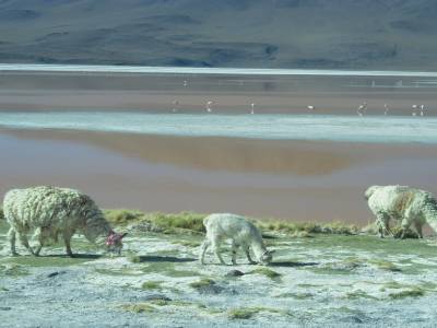 Lamas devant la laguna Colorada