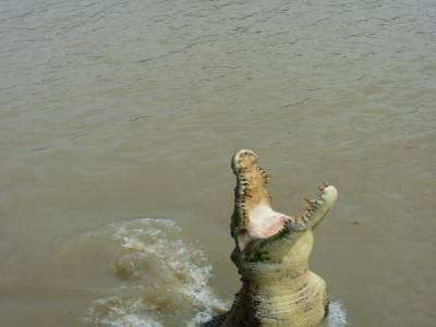 Jumping Crocodiles