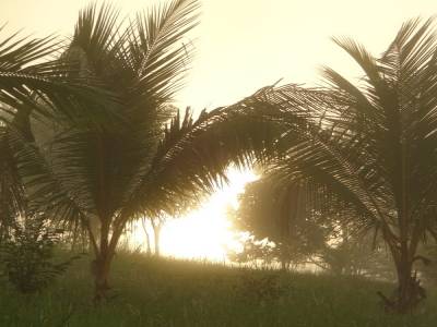 lever de soleil dans les palmiers