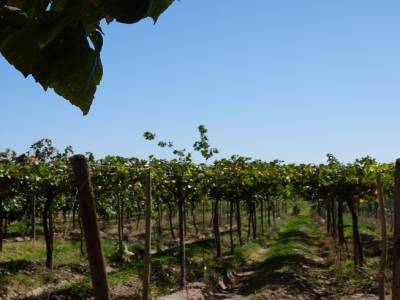 Les vignes de la fac
