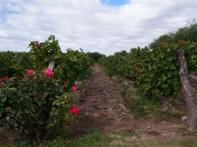 Visite de la bodega Carinae
