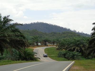 sawit