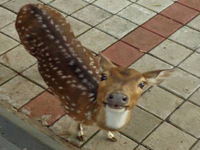 bambi a les crocs
