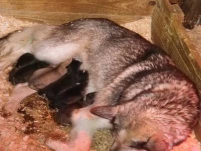 Floconne et ses bébés