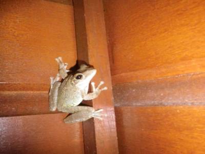 Grenouille chaleticole