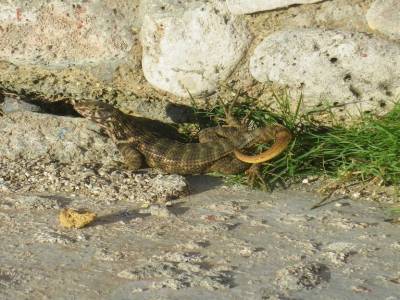 lezard