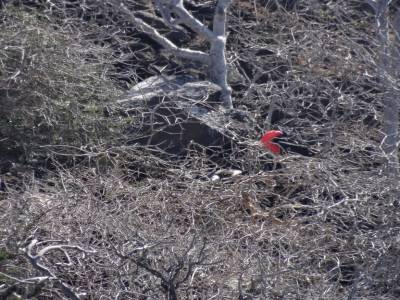 SPECULATED HAWK