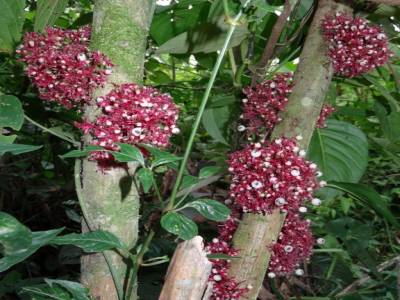 Cuyabeno - Amazonie