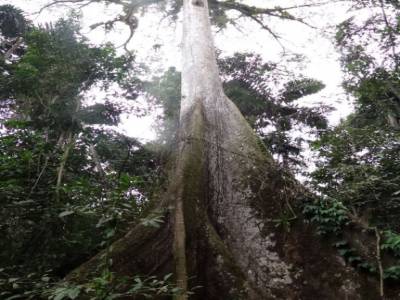 Cuyabeno - Amazonie