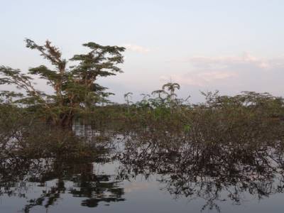 Cuyabeno - Amazonie
