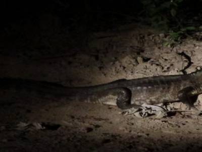 un caiman