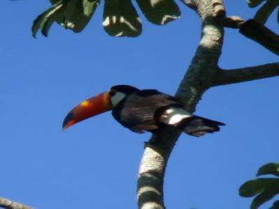 toucan