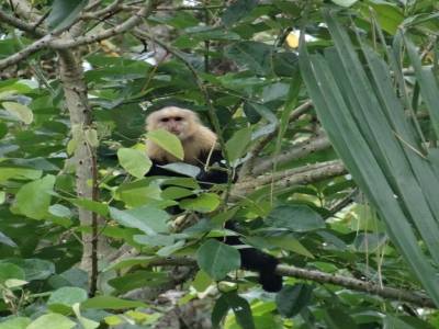 SINGE capucin
