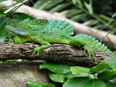 lezard