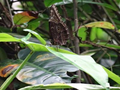 PAPILLON