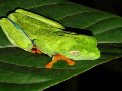 Grenouille