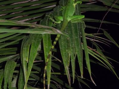 lezard
