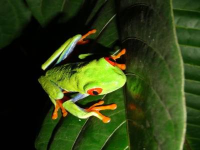 grenouille