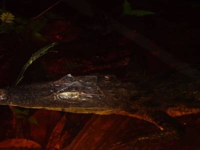 caiman