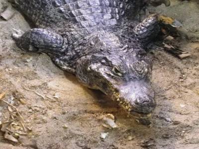 Caiman
