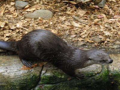 loutre