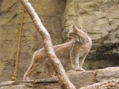 lynx du canada