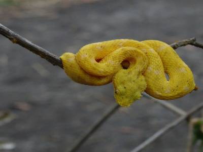 SERPENT SOURCILS