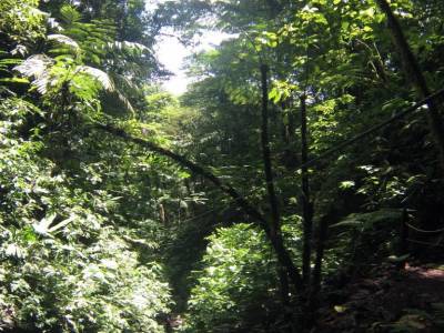Arenal