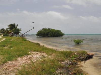 Cayer Caulker