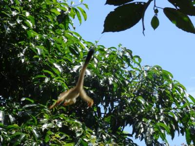 Manuel Antonio