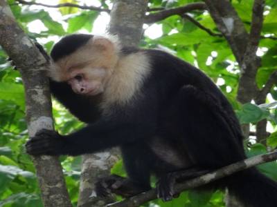 Manuel Antonio