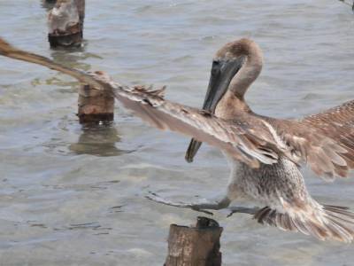 Cayer Caulker