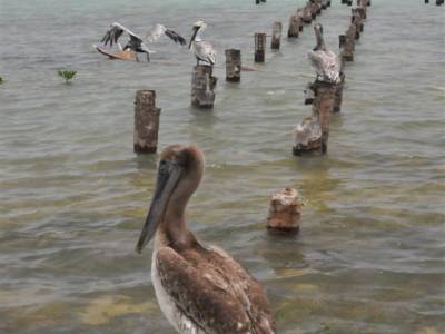 Cayer Caulker