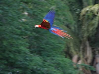 toucans