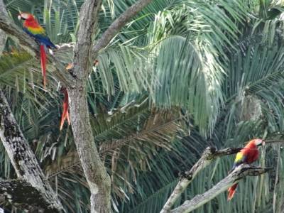 toucans