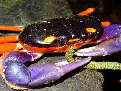 halloween crab