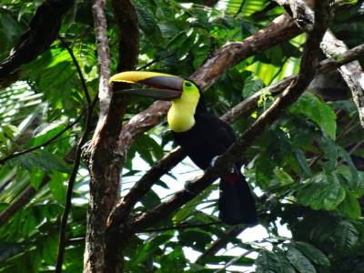 toucan