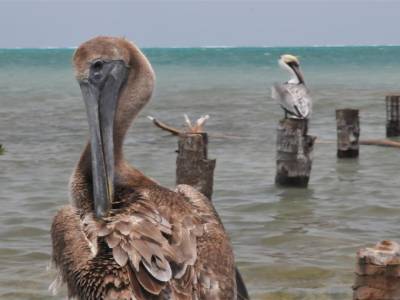Belize