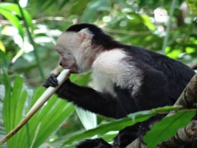 capuccine monkey