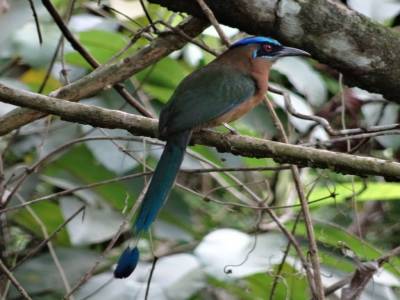 motmot